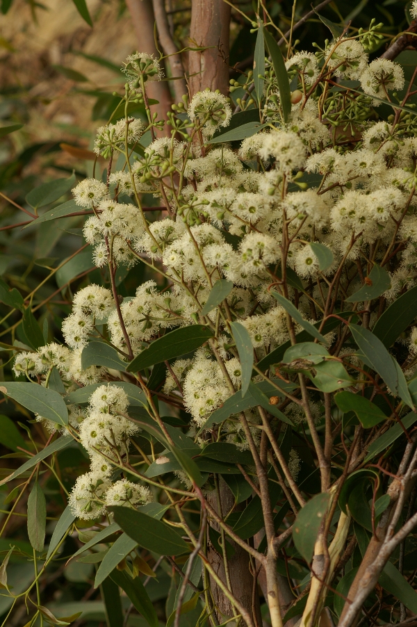 Eucalyptus obliqua